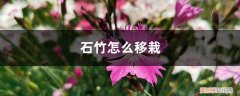 石竹怎么移栽才能活 石竹怎么移栽