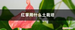 红掌的栽种方法 红掌用什么土栽培