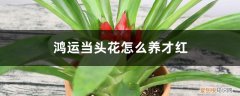 鸿运当头花怎么养才开花 鸿运当头花怎么养才红