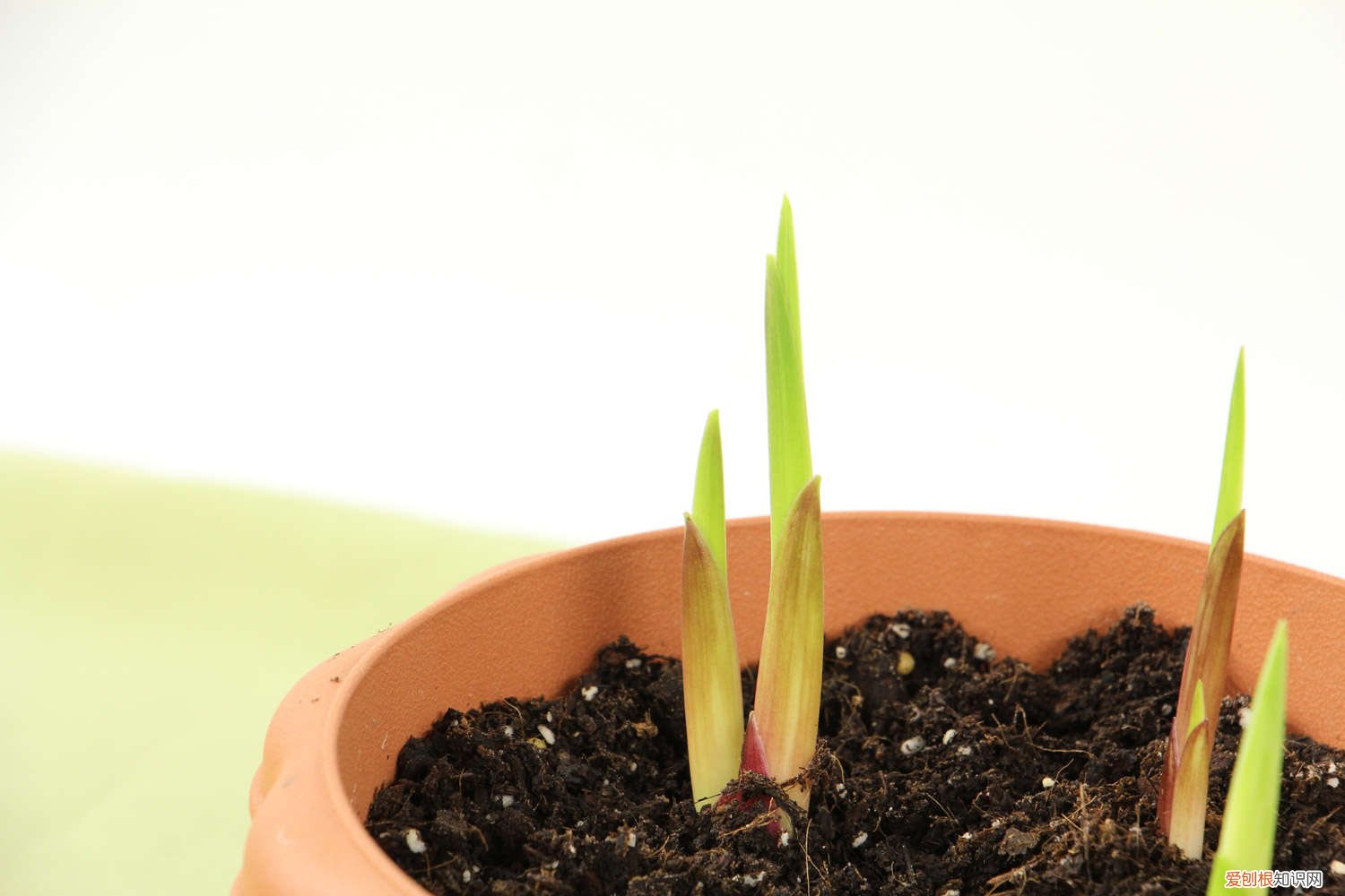 剑兰适合几月种 剑兰怎么种，什么时候种最好