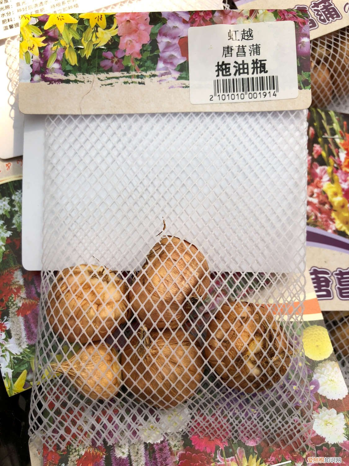 剑兰适合几月种 剑兰怎么种，什么时候种最好