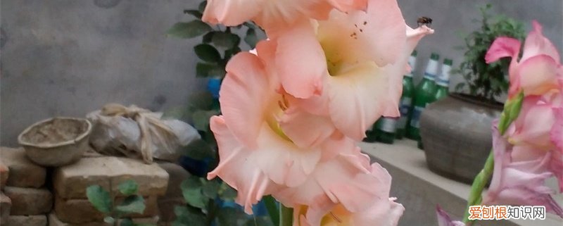 剑兰适合几月种 剑兰怎么种，什么时候种最好