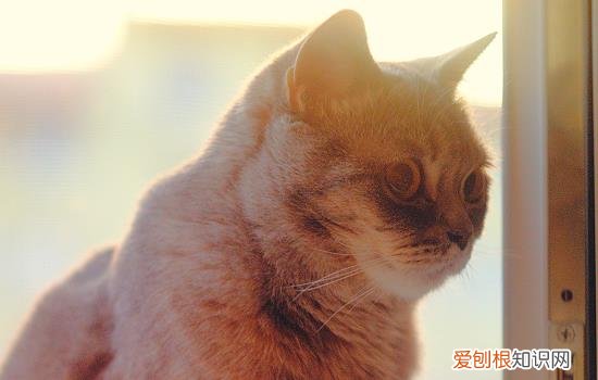 猫咪呼气什么意思 猫咪哈气什么意思