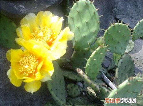 仙人掌开花代表着什么 仙人掌种植多久才会开花