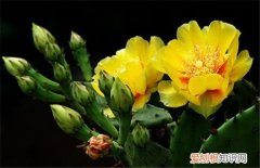 仙人掌开花代表着什么 仙人掌种植多久才会开花