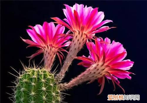 仙人掌开花代表着什么 仙人掌种植多久才会开花