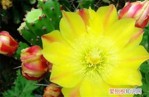 仙人掌开花代表着什么 仙人掌种植多久才会开花