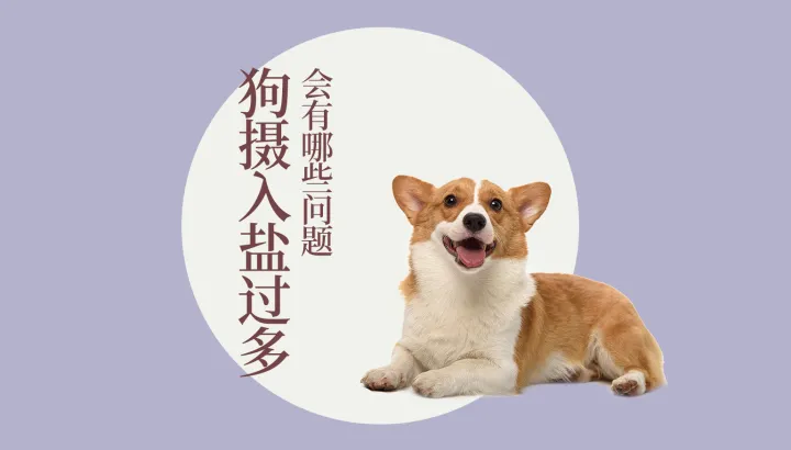 猫狗宠物知识，宠物大师猫狗科普站-第四期