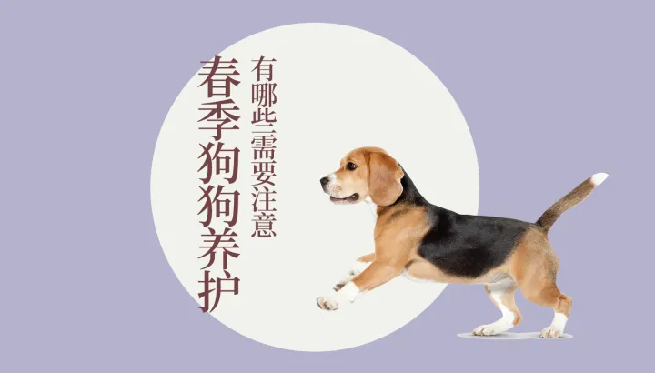 猫狗宠物知识，宠物大师猫狗科普站-第四期