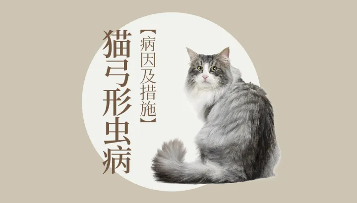 猫狗宠物知识，宠物大师猫狗科普站-第四期