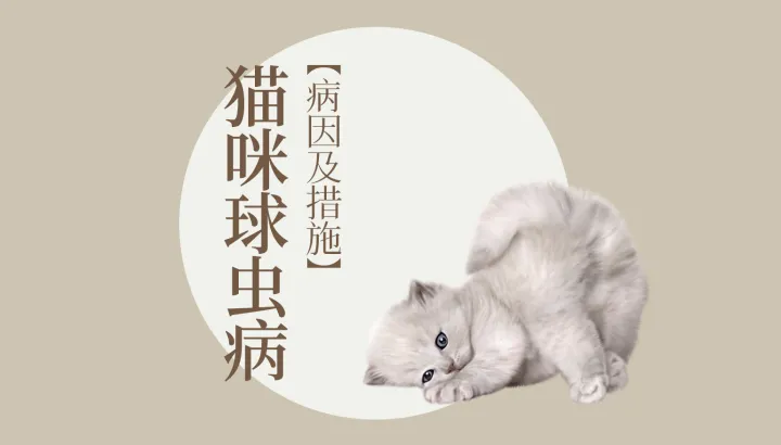 猫狗宠物知识，宠物大师猫狗科普站-第四期