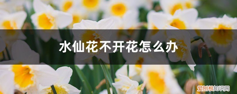 水仙花为啥不开花 水仙花不开花怎么办