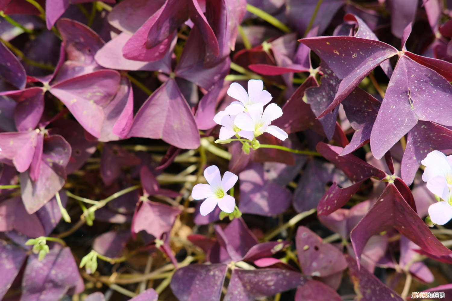 紫叶酢浆草开花后如何做 紫叶酢浆草如何爆盆
