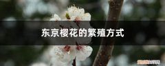 樱花自然繁殖方式 东京樱花的繁殖方式