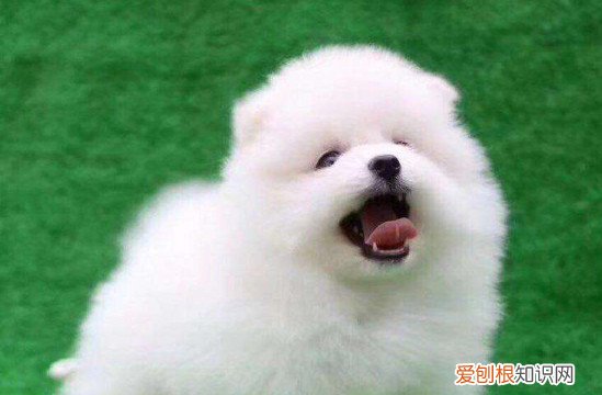 新手如何养博美犬 新手养博美注意