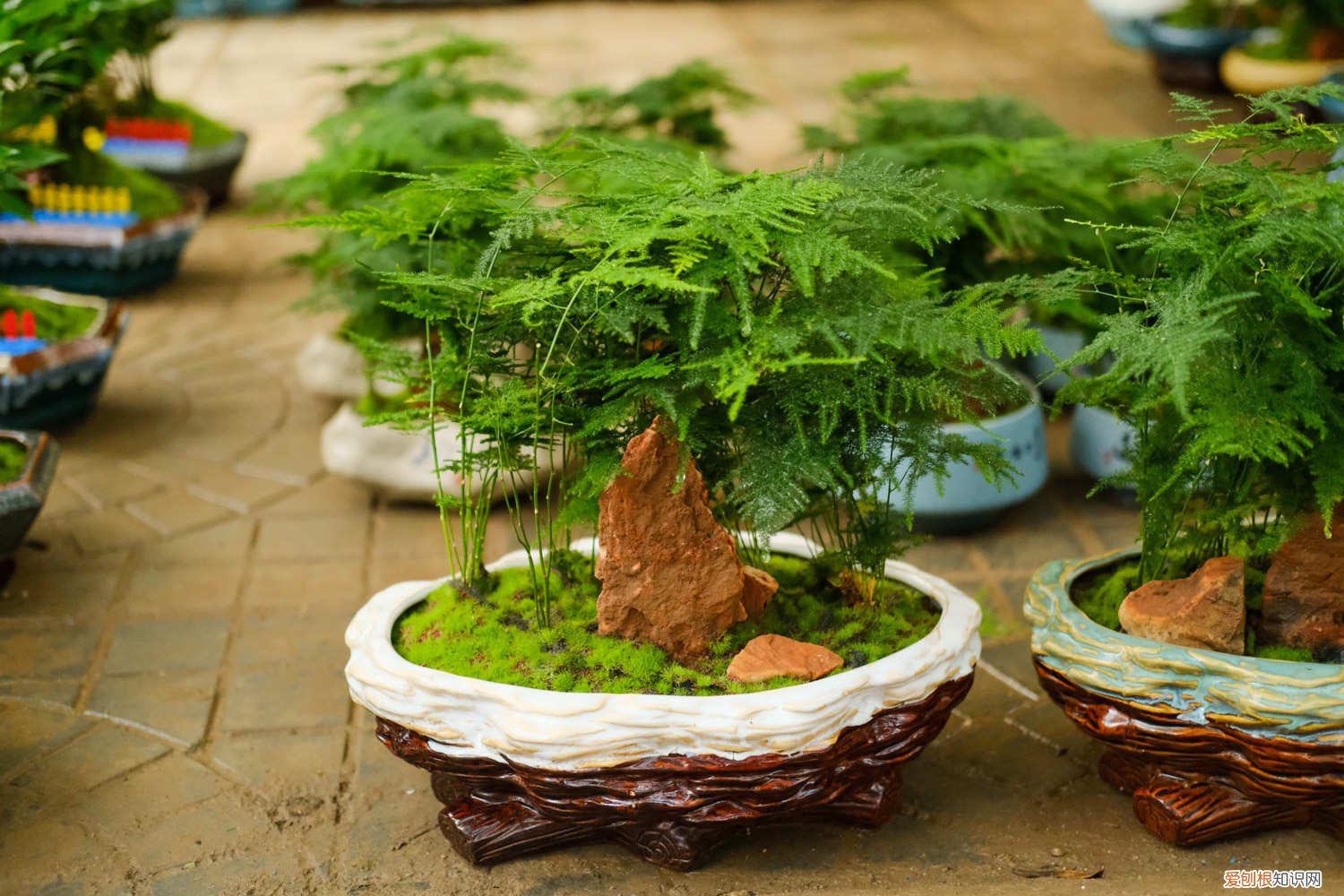 文竹种子怎么种好 文竹种子怎么种