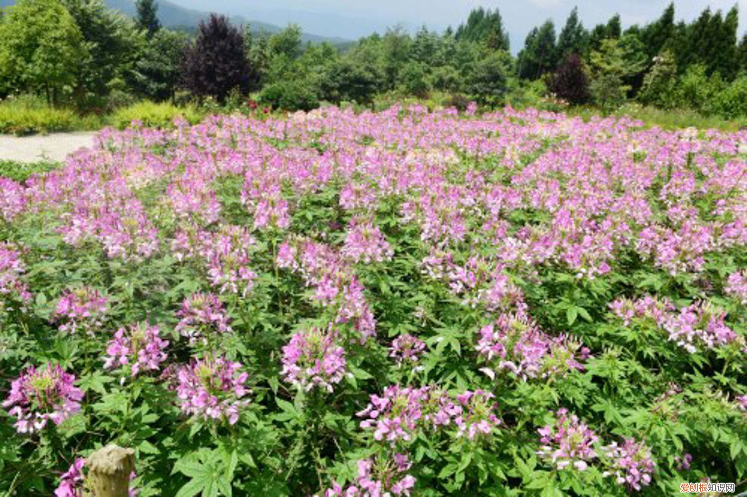 醉蝶花种子种植时间 醉蝶花种子怎么种