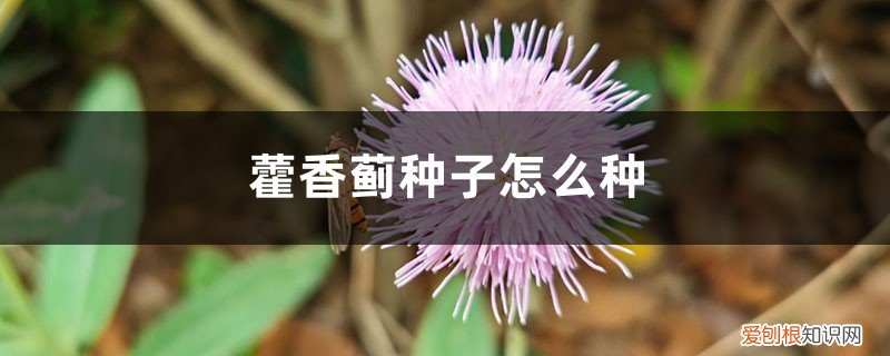 蓟种子是怎么样的? 藿香蓟种子怎么种