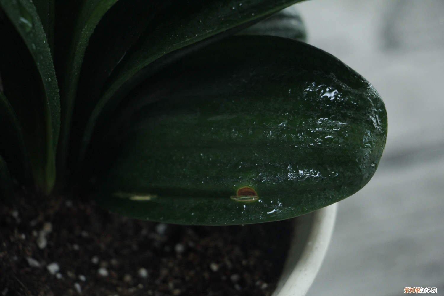 蝴蝶兰开一次花就没用了吗? 君子兰蝴蝶兰…想要开花50朵,必须给它冻一冻!