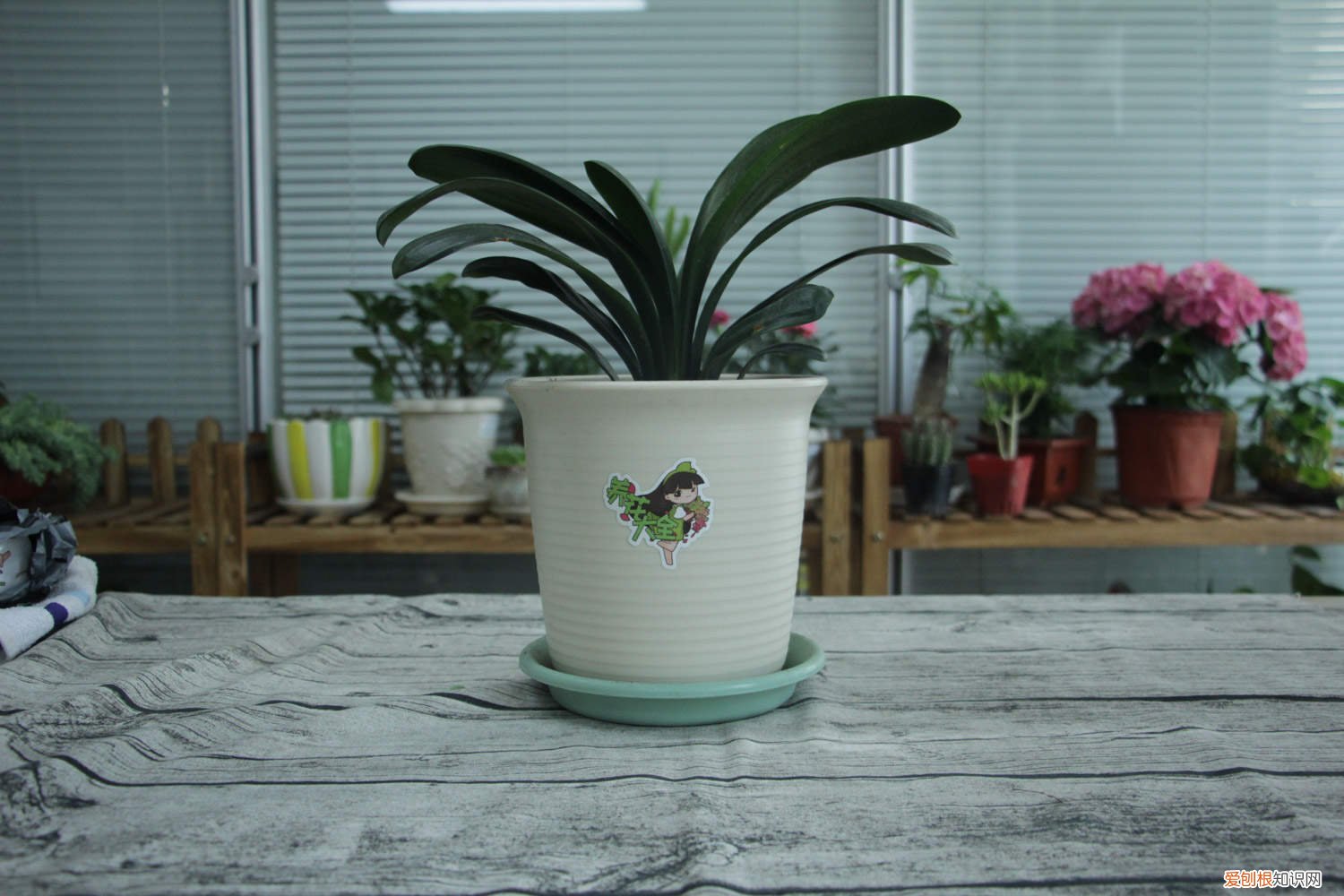 蝴蝶兰开一次花就没用了吗? 君子兰蝴蝶兰…想要开花50朵,必须给它冻一冻!