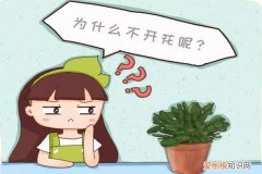 为什么有的花盆种上花就不活? 养花不开花，原来是盆里缺了它，加一点马上开爆盆！