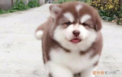 狗狗眼屎变多了怎么办 需要改善狗狗伙食