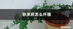 铁茉莉扦插繁殖方法 铁茉莉怎么扦插