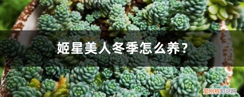 姬星美人养殖方法和注意事项 姬星美人冬季怎么养?