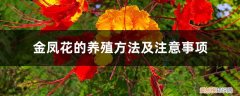 金凤花怎么养 金凤花的养殖方法及注意事项