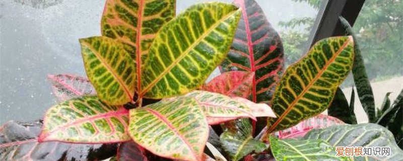 变叶木怎么过冬 变叶木冬天怎么养,掉叶子怎么办