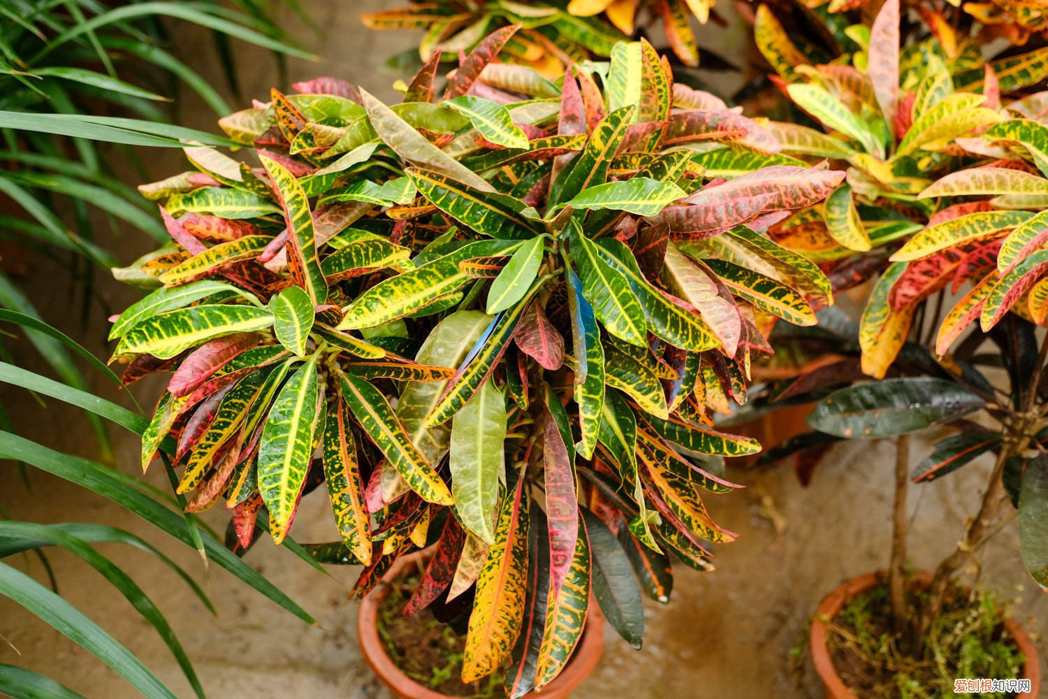 变叶木怎么过冬 变叶木冬天怎么养,掉叶子怎么办