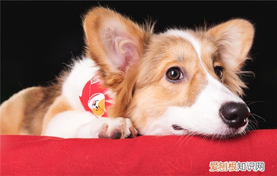 狗狗拉血了还有救吗 还有救但要及时救治