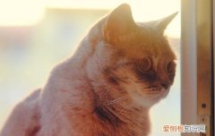 猫拉屎特别臭怎么解决呢 猫拉屎特别臭怎么解决