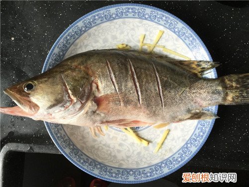 桂鱼多少钱一斤 如何挑选桂鱼