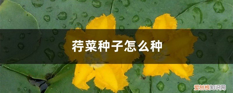 苋菜种子怎么种 荇菜种子怎么种