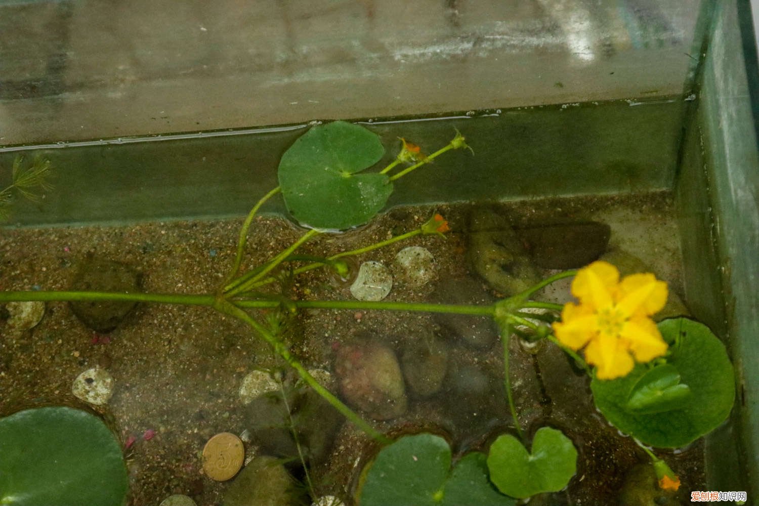 苋菜种子怎么种 荇菜种子怎么种