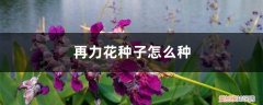 再力花常见病害 再力花种子怎么种