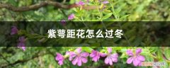 萼距花如何过冬 紫萼距花怎么过冬