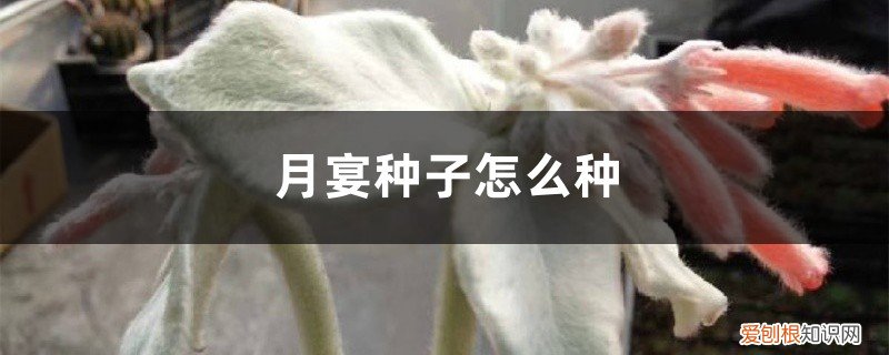 月宴种子怎么种