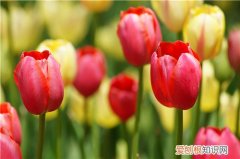 郁金香开花时间在什么时候 郁金香怎么栽植比较好