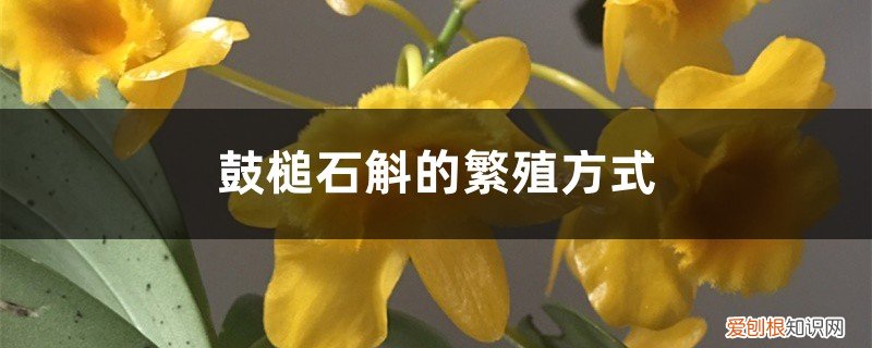 鼓槌石斛种植方法家庭 鼓槌石斛的繁殖方式