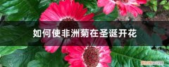 非洲菊如何插花 如何使非洲菊在圣诞开花