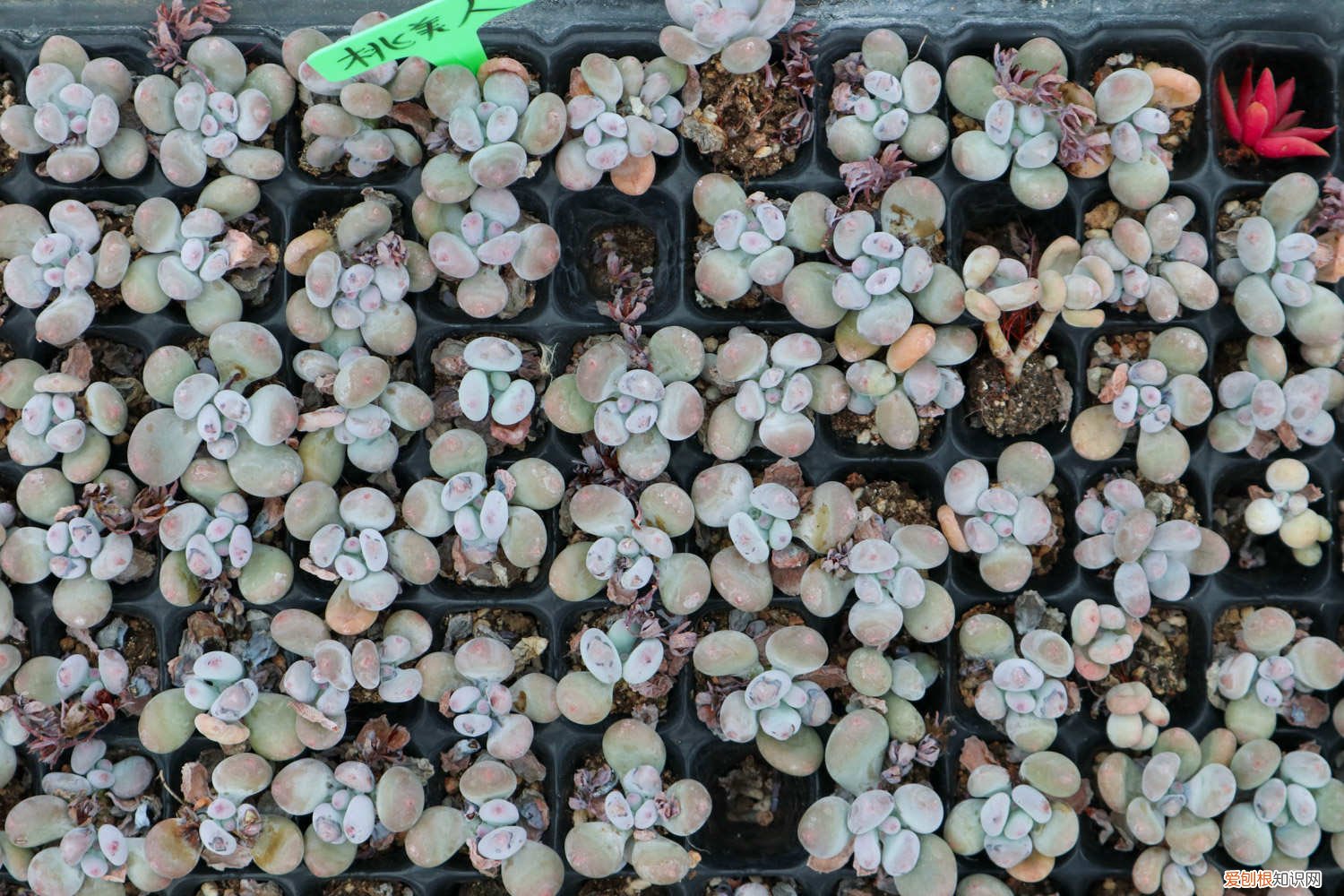 桃美人的花剑用剪吗 桃美人怎么砍头