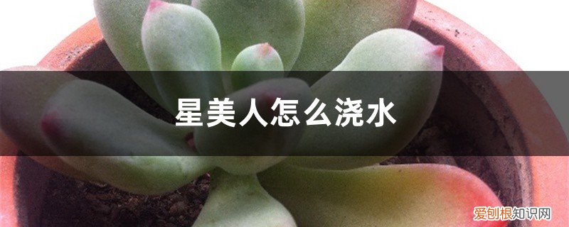 星美人怎么养护 星美人怎么浇水