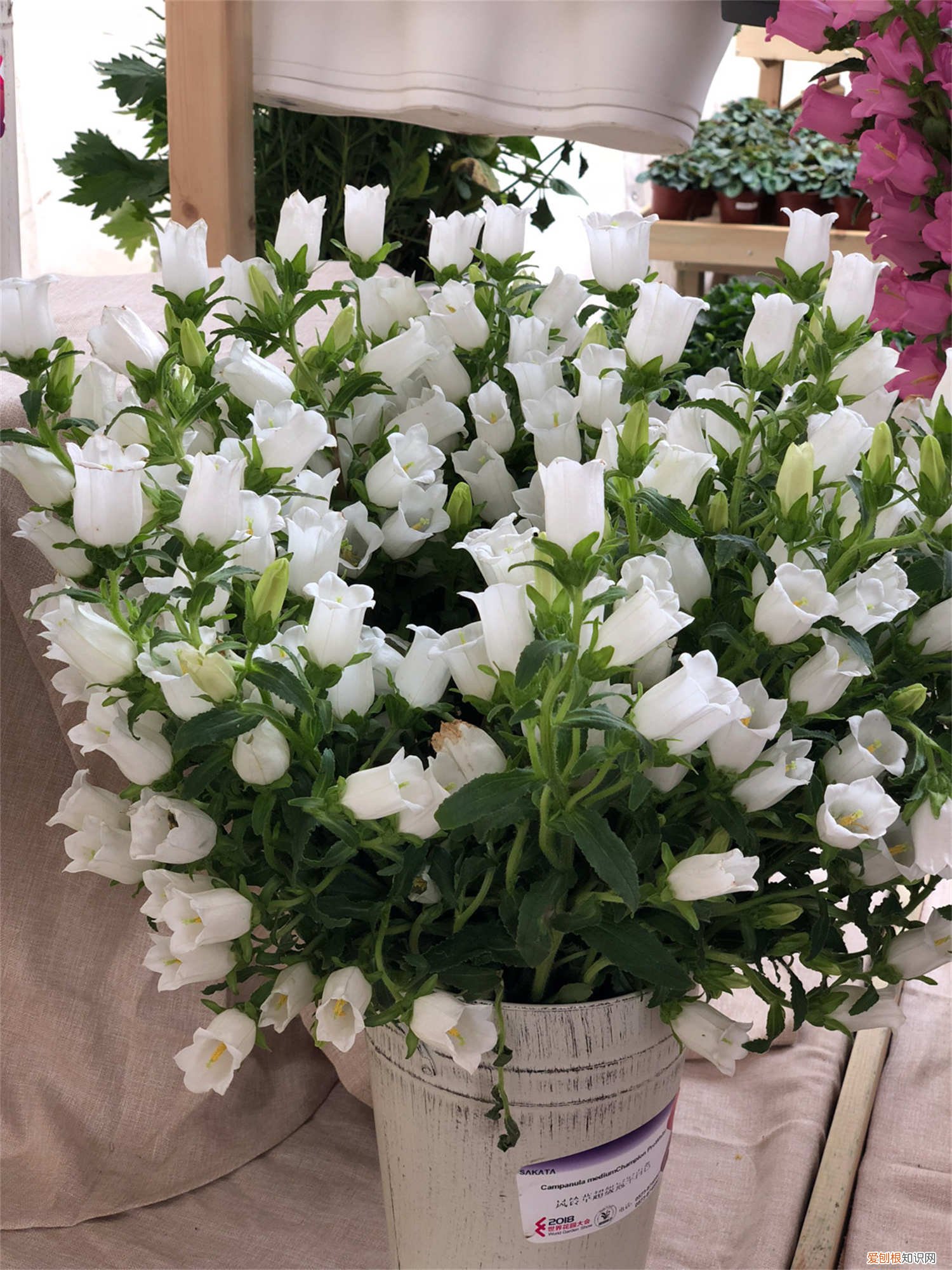 风铃草盆栽养护 风铃草盆栽怎么养