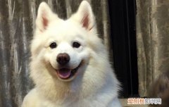 狗狗最近不爱吃狗粮怎么回事 狗狗不爱吃狗粮的原因