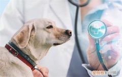 狗打疫苗后需要注意什么 狗打疫苗后注意事项