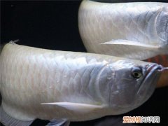 银龙鱼常见病都有哪些 银龙鱼一般能活多久