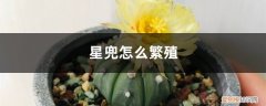 星兜仙人球怎么繁殖 星兜怎么繁殖