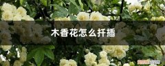 木香花扦插能活吗 木香花怎么扦插